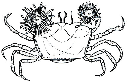 Рис. 154. Крабик, носящий в клешнях актиний бунодеопсис (Bunodeopsis, по Дардену)
