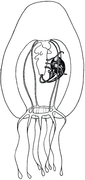 Рис. 155. Личинки трахилиды кунина (Gunina), паразитирующие на гидроидной медузе битотиара (Bythotiara)