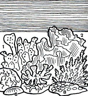 Таблица 10. Распространение рифообразующпх кораллов в Мировом океане: 1 - поциллопора (Pocillopora); 2 - тридакофиллия (Tridacophyllia); 3 - павона (Pavona); 4 - порит (Porites); 5 - акропора (Асroporа); 6 - грибовидный коралл (Fungia); 7 - саркофитум (Sarcopliytum); 8 - фавия (Favia)