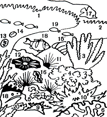 Таблица. 11. Жизнь на коралловом рифе. Кораллы: 1, 2, 3, 7 - разные виды акропора (Асroporа); 4 - поциллопора (Pocillopora); 5 - монтипора (Montipora); 6 - лобофиллия (Lobophyllia); 8 - Goenopsammia. Морские звезды: 9 - протореастер (Protoreacter); 10 - акантастер (Acanthaster). 11 - Морские ежи: диадема (Diadema setosum); 12 - гетероцентротус (Heterocentrotus mammilatus).Моллюски: 13 - пятнистая ципрея (Сургаеа tigris); 14 - арабская ципрея (Сургаеа arabica); 15 - нильский трохус (Trochus niloticus); 16 - тридакна (Tridacna crocea). Рыбы: 17 - возничий (Heniochus macrolepidotus);18 - дая (Daya); 19 - помаценорус (Pomacenorus); 20 - рыба-бабочка (Haetodon)