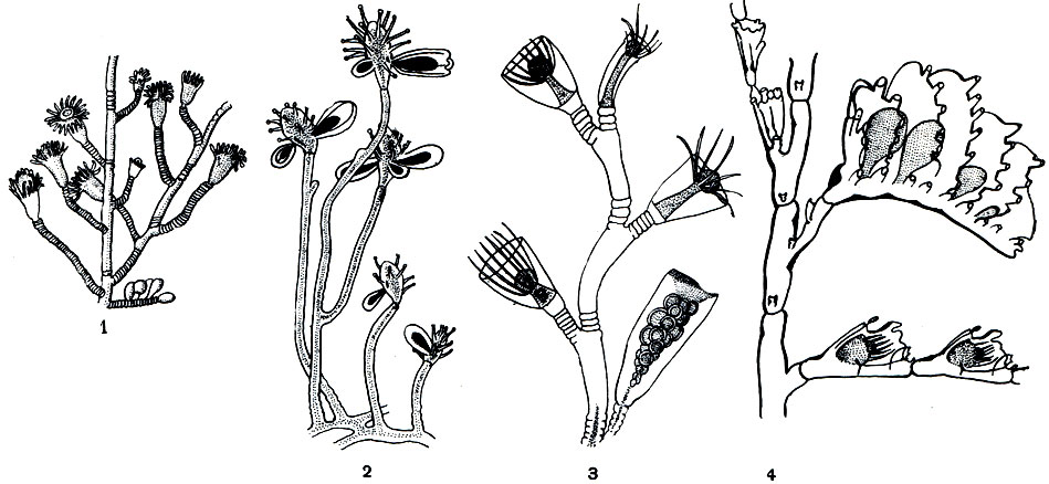 Рис. 158. Так выглядят под микроскопом колонии гидроидов: 1 - еувдендриум (Eudendrium); 2 - корине (Соrynе); 3 - обелия (Obelia); 4 - аглаофения (Aglaophenia)