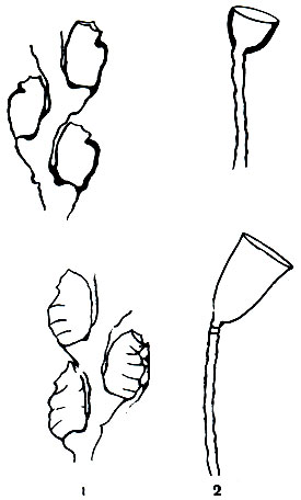 Рис. 159. Литоральные (наверху) и сублиторальные формы гидроидов: 1 - морщинистая сертулярелла (Sertularella rugosa); 2 - кампанулярия (Campanularia)