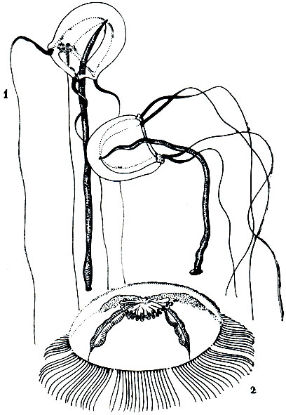 Рис. 160. Гидроидные медузы: 1 - корине (Соrynе); 2 - тиаропсис (Tiaropsis)