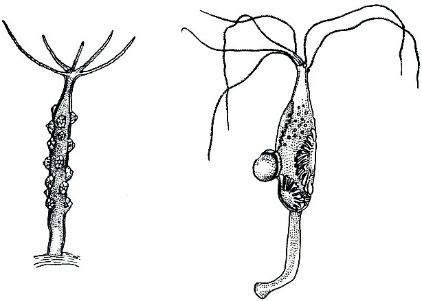 Рис. 165. Половозрелые гидры: слева - с семенниками, справа - с яйцами