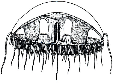 Рис. 166. Пресноводная медуза краспедакуста (Craspedacusta)
