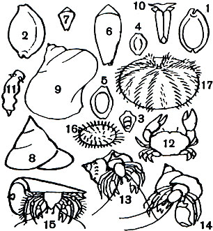 Таблица 12. Животные, населяющие коралловый риф. Моллюски: 1 - арабская ципрея (Сургаеа arabica); 2 - пятнистая ципрея (Сургаеа tigris); 3 - монетария-монета (Monetaria moneta); 4 - монетария-колечко (Monetaria annulus); 5 - монетария змеиная голова (Monetaria caputserpentis); 6 - текстильный конус (Conus textile); 7 - пятнистый конус (Conus hebraeus); 8 - нильский трохус (Trochus niloticus); 9 - мраморный турбо (Turbo marmoratus); 10 - элизия (Elysia); 11 - хромодорис (Chromodoris). Ракообразные: 12 - краб Atergates; 13 - рак-отшельник Dardanus; 14 - рак-отшельник Calcynus; 15 - рак-отшельник Pagurus в раковине Conus betuloidas. Иглокожие: 16 - морской еж Echinometra matthaei; 17 - морской еж Tripneustes gratille