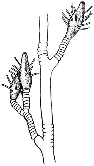 Рис. 168. Кордилофора (Cordylophora)