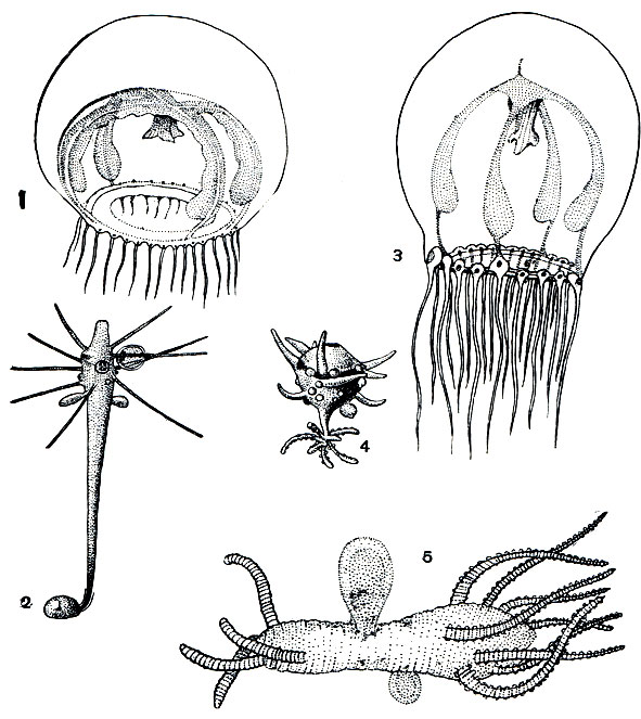 Рис. 169. Два вида меризий (Moerisia): 1 - черноморская; 2 - ее полип; 3 - Палласова; 4, 5 - полипы этой медузы