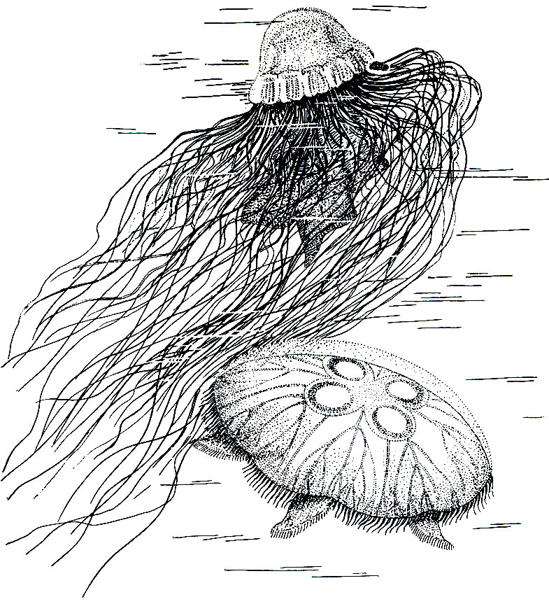 Рис. 171. Сцифоидные медузы цианея (Cyanea) и аурелия (Aurelia)