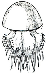 Рис. 172. Съедобная ропилема (Rhopilema esculenta)