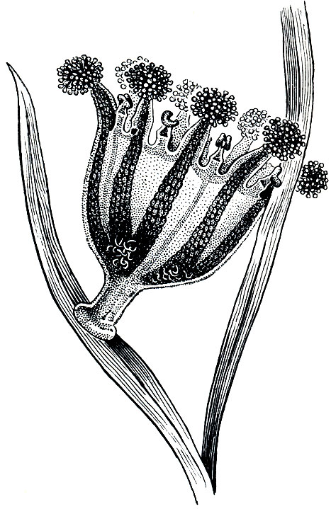 Рис. 173. Сидячая сцифомедуза - восьмирук (Octomanus)