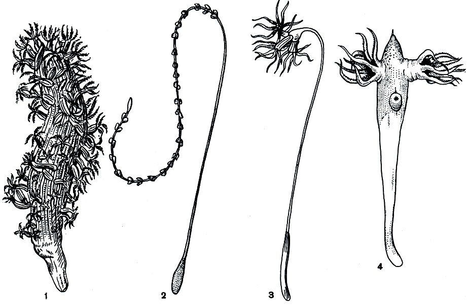 Рис. 176. Морские перья:1 - веретиллум (Veretillum); 2 - виргулярия (Virgylaria); 3 - умбрелла (Umbellula); 4 - кофобелемнон (Kophobelemnon)