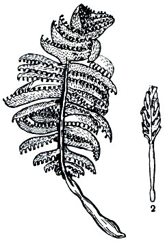 Рис. 177. Морское перо пеннатула (Pennatula phosphorea): 1 - мелководная форма; 2-глубоководная форма (по Паксу и Юнгерсену)