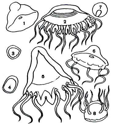 Таблица 14. Глубоководные медузы: 1 - Botrynema brucei; 2 - Atolla wyvillei; 3 - Grossota brunnea; 4 - Pantachogon haeckeli; 5 - Periphylla hyacinthina; 6 - Halicreas minimum; 7 - Meator rubator; 8 - Aeginura grimaldi