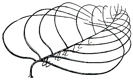 Рис. 181. Колония глубоководных антипатарий батипатес (Bathypates) похожа на рыболовную вершу