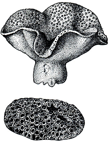 Рис. 185. Литоральная (наверху) и сублиторальная формы мадрепорового коралла турбинарии (Turbinaria)