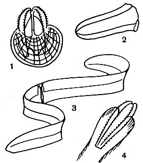 Таблица 16. Гребневики: 1 - берое (Вегое cucumis); 2 - болинопсис (Bolinopsis infundibulum); 3 - Венерин пояс . (Cestus veneris); 4 - евплокамис (Euplocamis cucumis)