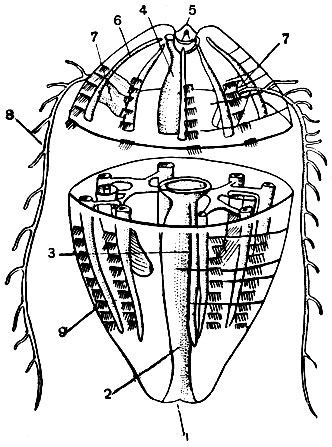 Рис. 188. Схема строения гребневика: 1 - ротовое отверстие; 2 - глотка; 3 - желудок; 4 - аборальный канал гастроваскулярной системы; 5 - аборальный орган; 6 - меридиональный канал гастроваскулярной системы; 7 - карман щупальца; 8 - щупальце; 9 - ряд гребных пластинок