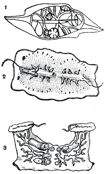 Рис. 190. Особые формы гребневиков: 1 - паразитические гребневики гастродес (Gastrodes parasitica) в теле сальпы (по Комаи); 2 - ползающий гребневик целоплана (Coeloplana) (по Комаи); 3 - сидячий гребневик тьяльфиелла (Tjalfiella) (по Мортенсену)