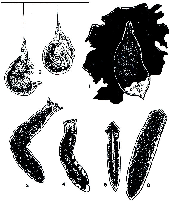 Рис. 191. Планарии: 1 - Mesostoma ehrenbergii на листе; 2 - она же, схватившая дафнию. Оба экземпляра держатся на водной поверхностной пленке, подвесившись к ней с помощью слизевой нити; 3 - Polycelis cornuta; 4 - Dendrocoelum lacteum; 5 - Euplanaria gonocephala; 6 - Polycelis nigra