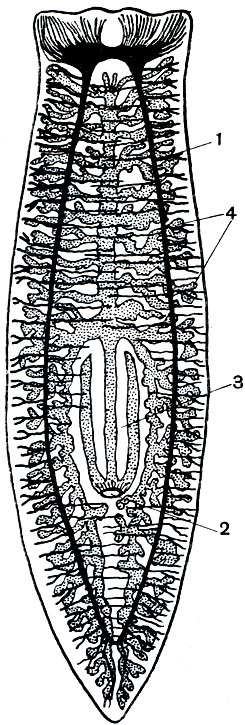 Рис. 193. Нервная и пищеварительная системы молочной планарии (Dendrocoelum kacteum): 1 - нервные стволы; 2 - ротовое отверстие; 3 - глотка; 4 - ветви кишечника