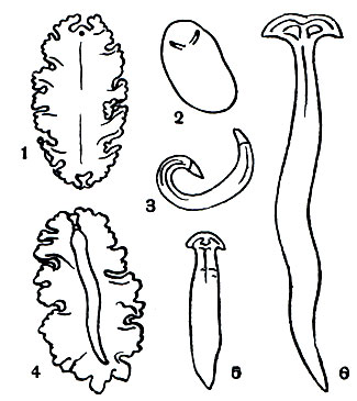 Таблица 17. Различные виды турбеллярий: 1 - Lungia aurantiaca; 2 - Haploplana ornata; 3 - Bipalium strubelli; 4 - Rhynchodemus rubrocinctus; 5 - Pseudoceros maximus; 6 - Bipalium simrothi
