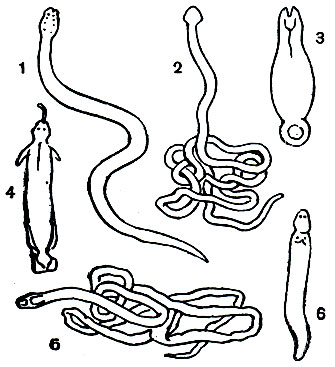 Таблица 18. Различные виды немертин: 1 - Nectonemertes mirabilis; 2 - Eunemertes echinoderma marion; 3 - Tubulanus; 4 - Malacobdella grossa; 5 - Lineus geniculates; 6 - Tetrastemma rusticum