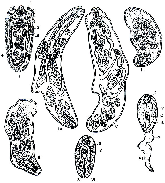 Рис. 202. Стадии развития фасциолы печеночной. I - мирацидий: 1 - кишечник; 2 - протонефридий; 3 - выводной канал протонефридия; 4 - зародышевые клетки; II - III - спороцисты, в которых развиваются редии; IV - редия, в которой повторно развиваются редии; V - редия, в которой развиваются церкарии; VI - церкарии: 1 - передняя, или ротовая, присоска; 2 - брюшная присоска; 3 - кишечник; 4 - железы; 5 - хвост; VII - адолескарий: 1, 2, 3 - см. VI; 5 - выделительная система