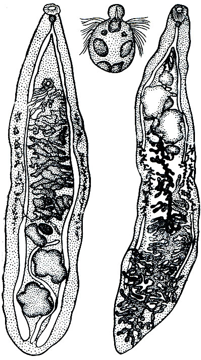 Рис. 203. Справа - дикроцелий ланцетовидный (Dicrocoeliumlanceatum); слева - описторх кошачий (Opistorchis felineus); в середине - мирацидий Opistorchis felineus