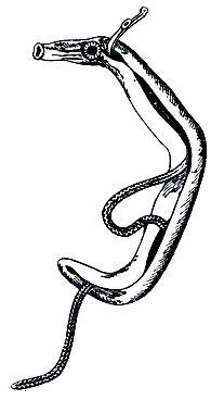 Рис. 204. Шистозома кровяная (Schistosoma haematobium)