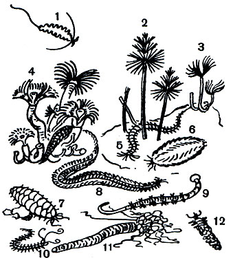 Таблица 19. Различные донные и пелагические полихеты: 1 - томоптерис (Tomopteris renata); 2 - спирографис (Spirograms spallanzanii); 3 - протула (Protula protula); 4 - серпула (Serpula vermicu laris); 5 - нереис (Nereis pelagica); 6 - морская мышь (Aphrodite aculeata); 7 - эвное (Eunoe nodosa); 8 - нереис (Nereis virens); 9 - пескожил (Arenicola grubei); 10 - автолитус (Autolytus pictus); 11 - амфитрита (Amphitrita jonstoni); 12 - онуфис (Onuphis conchilega)