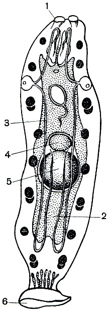 Рис. 208. Представитель класса удонеллид - Udonella caligorum: 1 - прикрепительные ямки; 2 - кишечник; 3 - выделительная система; 4 - яичник; 5 - семенник; 6 - присоска
