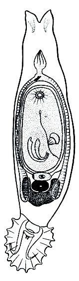 Рис. 210. Гиродактилюс (Gyrodactylus)