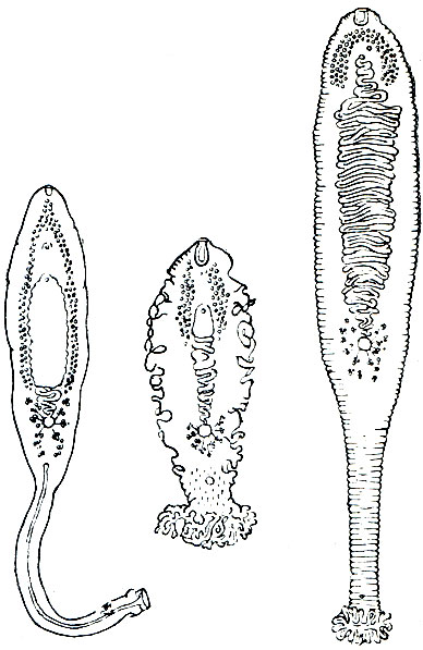Рис. 213. Представители класса гидроколид из кишечника химеровых рыб