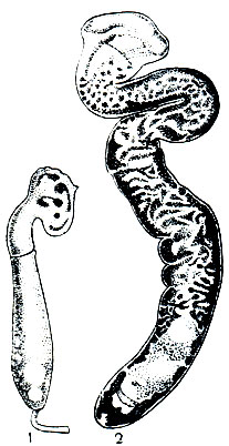 Рис. 214. Гвоздичник (Caryophyllaeus laticeps): 1 - личинка из тела тубифекса; 2 - взрослый паразит из кишечника карпа