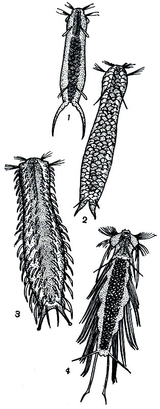 Рис. 222. Пресноводные гастротрихи: 1 - Ichthydium forcipatum; 2 - Lepidoderma squamatum; 3 - Chaetonotus chuni; 4 - Dasydytes ornatus