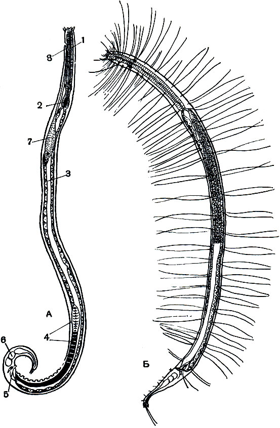 Рис. 223. Нематоды. А - организация свободноживущей морской нематоды: 1 - пищевод; 2 - задний бульбус; 3 - средняя кишка; 4 - семенник; 5 - спикулы; 6 - хвостовые железы; 7 - шейная железа; 8 - проток шейной железы. Б - Steineria mirabilis