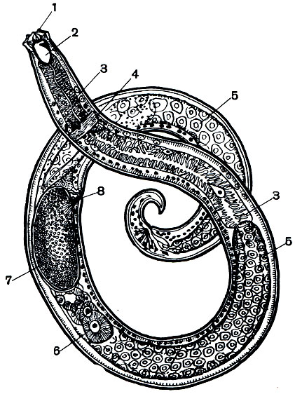 Рис. 232. Мононх, 'однозуб' (Mononchus papillatus): 1 - папиллы; 2 - ротовая полость с большим онхом; 3 - пищевод; 4 - нервное кольцо; 5 - кишечник с крупными клетками; 6 - яичник; 7 - яйцо; 8 - женское половое отверстие