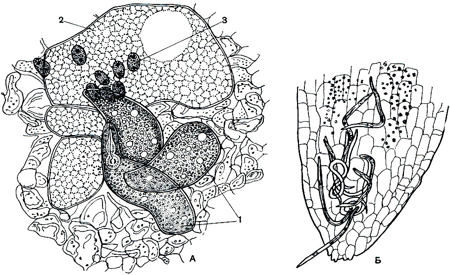 Рис. 243. Галловая нематода: А - три самки галловой нематоды (1) в корневой ткани огурца; 2 - гигантская клетка; 3 - ядра гигантских клеток. Б - кончик корня огуречного растения. Личинки галловой нематоды проникают в корневую ткань