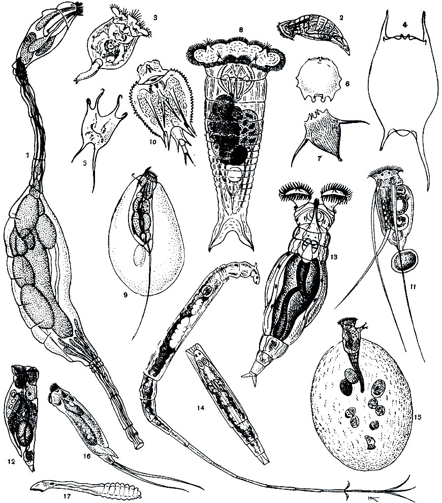 Рис. 245. Коловратки: 1 - Seison nebaliae Grube; 2 - Proales daphnicola; 3 - Brachionus rubens; 4 - очертание панциря Br. diversicornis; 5 - очертание панциря Br. gessneri; 6 - то же у Br. dolabratus; 7 - Notholca olchonensis; 8 - Synchaeta pachipoda; 9 - Trichocerca cylindrical 10 - Macrochaetus collinsi; 11 - Filinia longiseta; 12 - Drilophaga delagei; 13 - Philodina brevipes; 14 - Rotaria neptunia; 15 - Gonochiloides coenodasis (амфотерная самка с тремя амиктическими и пятью миктическими яйцами; внизу - только что вышедший самец); 16- Monommata appendiculata; 17 - Lindia brotzkayae