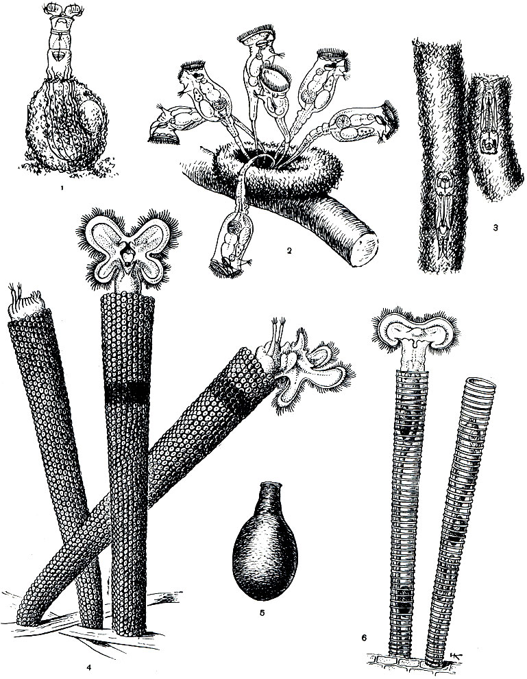 Рис. 246. Домики коловраток: 1 - Habrotrocha visa; 2 - Ptygura tihanyerisis; 3 - Gephalodella forficula; 4 - Floscularia ringens; 5 - Habrotrocha angusticollis; 6 - Limnias melicerta