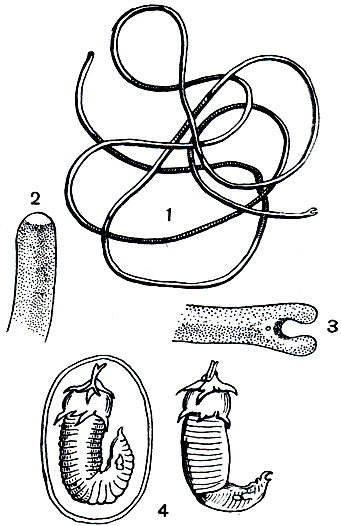 Рис. 255. Волосатик: 1 - Gordius aquaticus; 2 - головной конец; 3 - вильчато раздвоенный задний конец тела волосатика; 4 - личинка волосатика в яйцевой оболочке и без нее