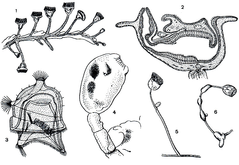 Рис. 259. Камптозоа, или сгибающиеся (Kamptozoa). Pedicelina: 1 - часть колонии; 2 - продольный разрез через чашечку; 3 - личинка; 4 - Urnatella gracilis - чашечка с частью стебелька. Внутри виден пищевой комок; 5, 6 - Arthropodaria kowalevski (5 - выпрямившаяся, 6 - сгибающаяся)