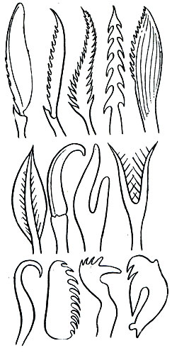 Рис. 264. Типы щетинок полихет: Верхний ряд - щетинки свободноживущих полихет; средний ряд - щетинки полихет, роющих грунт; нижний ряд - щетинки полихет, обитающих в трубках