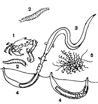 Таблица 24. Светящиеся морские кольчецы: 1 - краб, поедающий светящуюся Aphroditidae (2); 3 - угорь, извлекающий из трубки Chaetopterus (4); 4 - светящийся Chaetopterus в норке; 5 - светящийся Pterosyllis