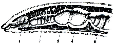 Рис. 274. Продольный разрез передней части дождевого червя: 1 - глотка; 2 - пищевод; 3 - зоб; 4 - мускульный желудок; 5 - средняя кишка