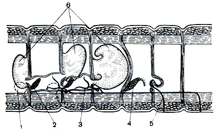 Рис. 275. Схема строения половой системы Lumbricus: 1 - передний семе приемник; 2 - передний семенник; 3 - задняя воронка семяпровода; 4 - яичник; 5 - яйцевод; 6 - семенные пузырьки (мешки)