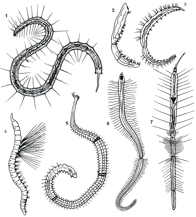 Рис. 281. Представители семейства Naididae: 1 - Stylaria lacustris; 2 - Chaetogaster limnaei; 3 - Nais pseudobtusa; 4 - Ripister parasita; 5 - Aulophorus; 6 - Branchiodrilus; 7 - Pristina longiseta