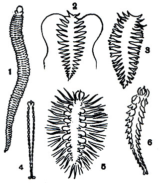 Таблица 25. Пелагические полихеты: 1 - Alciopidae; 2 - Tomopteris; 3 - Lopadorhynchus; 4 - Sagittella; 5 - Nectochaeta; 6 - Typhloscolecs