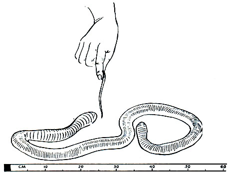 Рис. 287. Гигантские дождевые черви Megascolides australis. (В руке, для сравнения, обычный в Подмосковье Lumbricus terrestris.)